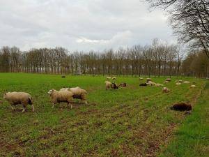 Schapenvachten  - Nederlandse - wool-holland-sheepskin-texel